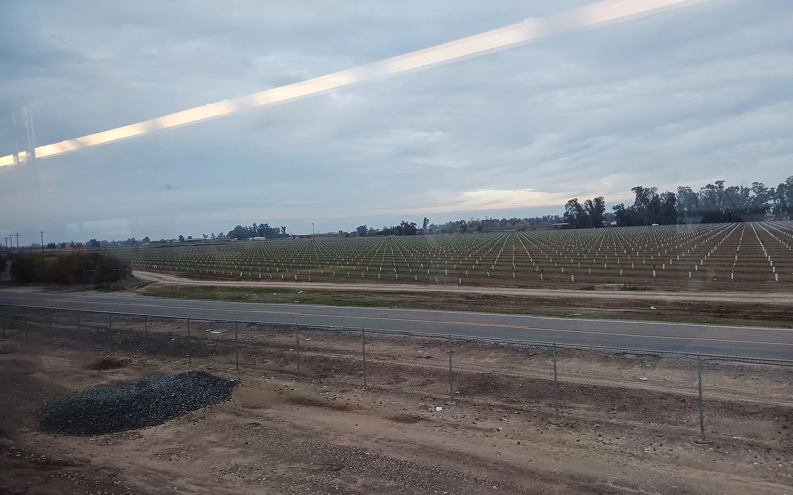 Rows of sapling markers in a field near Modesto station, in Stanislaus County.